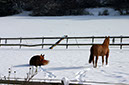IMG_6411b
