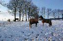 slideshow%20winter_Ebene%2011