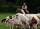 IMG_5553-1