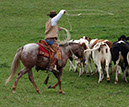 IMG_5594-1
