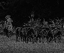 IMG_5615-2